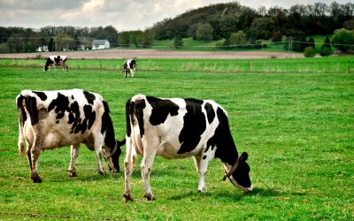 From Australian Pastures to Your Plate